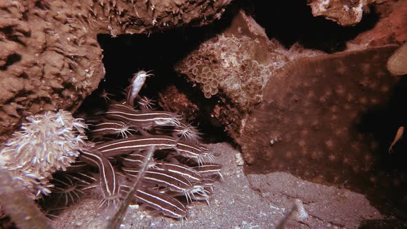 Underwater Tropical Catfish