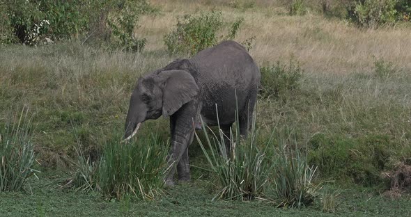 African Elephant, loxodonta africana, Adult entering Swamp, Masai Mara Park in Kenya, Real Time 4K