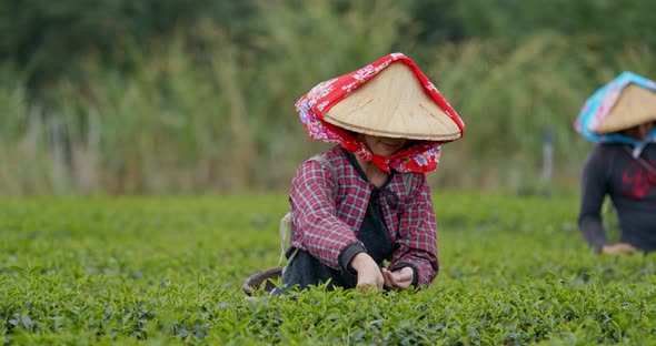 Woman work at the tea farm