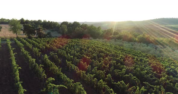 Aerial view of a vineyard in countryside at sunset, Croatia.