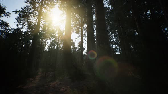 Giant Sequoia Trees at Summertime in Sequoia National Park, California alt