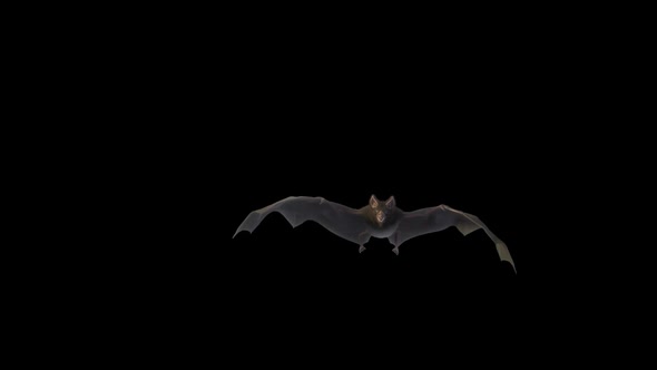 Bat Transition Front Full Hd
