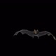 Bat Transition Front Full Hd - VideoHive Item for Sale