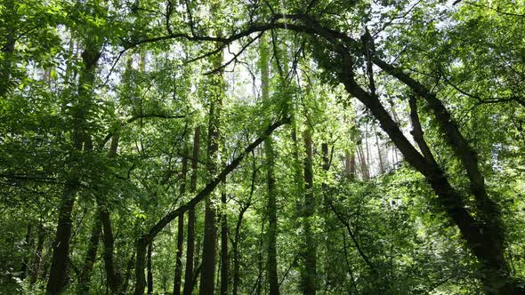 Beautiful Green Forest on a Summer Day Slow Motion