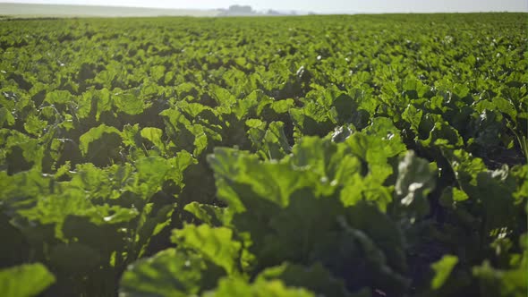 Beautiful Beet Grows on the Field