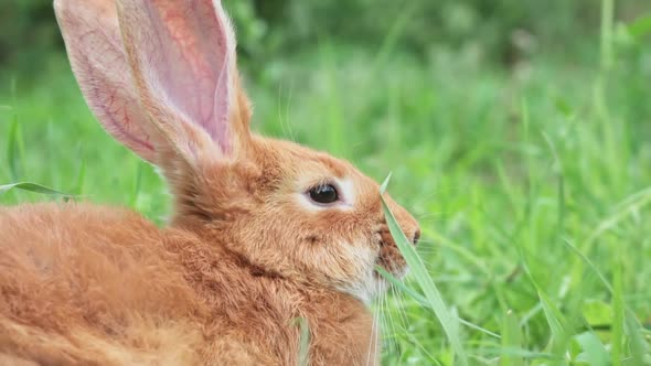 Portrait of a Funny Red Rabbit on a Green Young Juicy Grass in the Spring Season in the Garden with