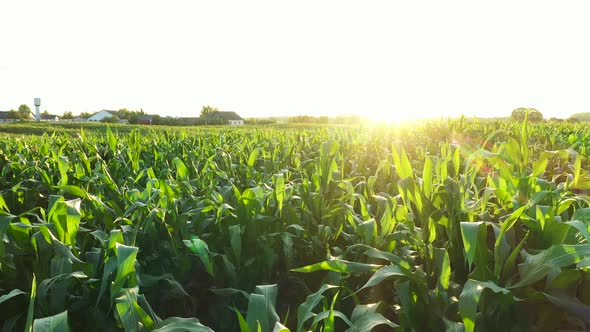 Picturesque Farming With Cornfield And Farm On Background Sunset