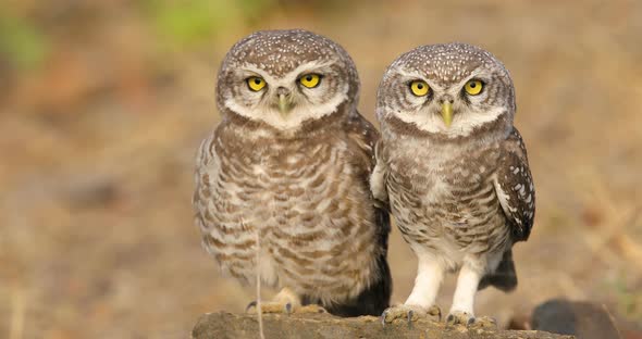 A Pair of Spotted Owlets sit on a rock very near human habitation during early morning basking in su