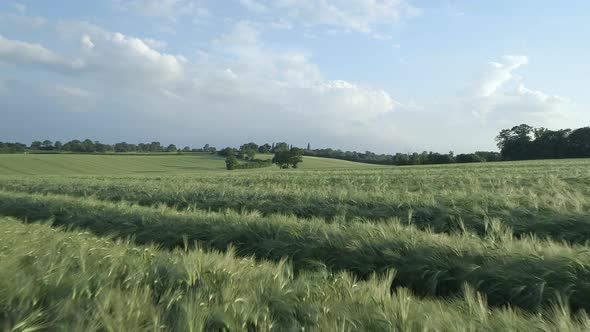 Field of Young Green Barley in the Summer 