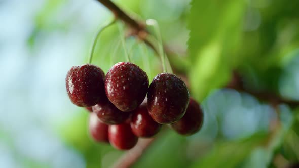 Wet Cherry Fruit Bunch Hanging on Tree Closeup