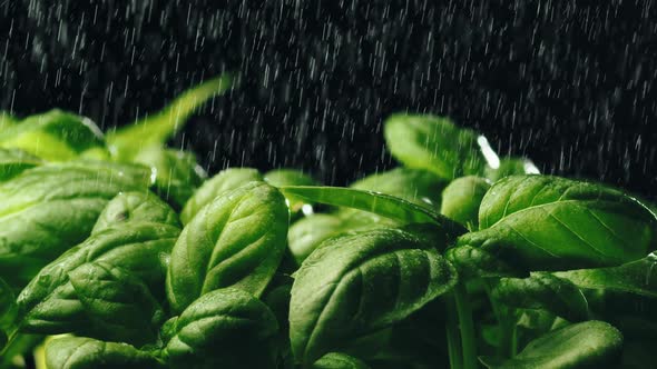 Watering Aromatic Green Basil Plant