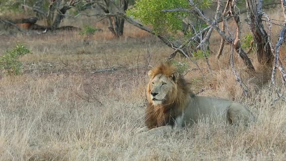Male African lion gets up from resting in grass