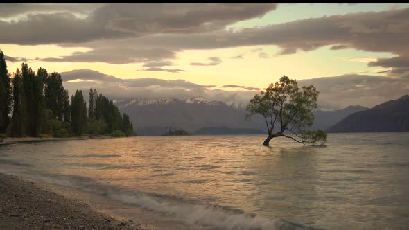 Lone tree in Lake Wanaka, New Zealand