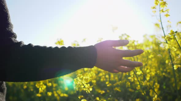 Close up hand of woman wearing black shirt walking in yellow field and touching the flower