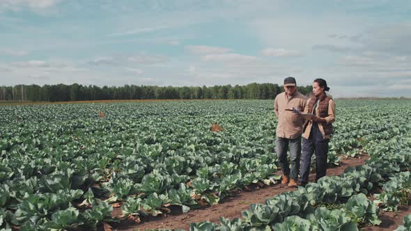 Talking About Harvest Of Cabbage