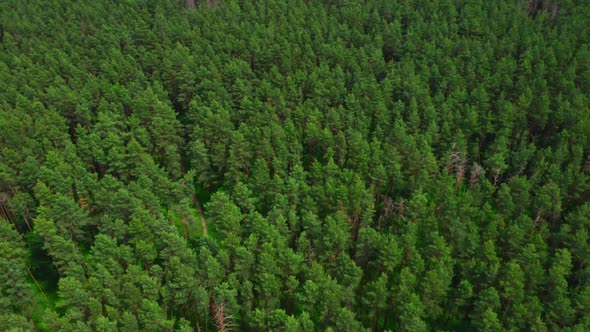 Aerial View Treetops In The Forest