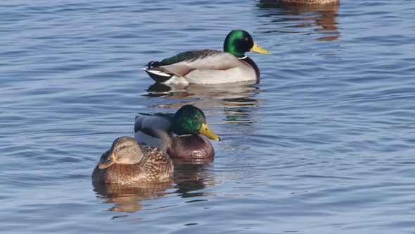 A flock of ducks are floating on the waves of the Gulf of Riga