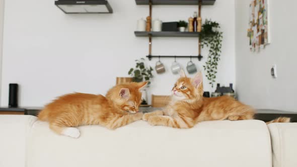 Ginger Kittens Lies on a White Sofa Against the Background of the Kitchen