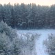 Flight Over a Taiga Forest in Winter - VideoHive Item for Sale