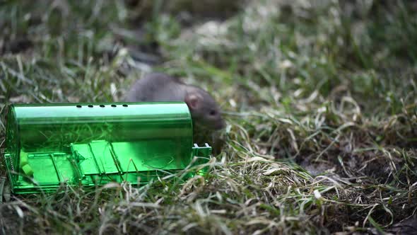 Big Gray Mouse or Small Rat Caught in Green Plastic Humane Mouse Trap Release to Fresh Grass in Park