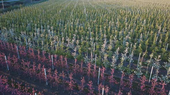 Rows of an Apple Farm Where Apple Trees are Grown