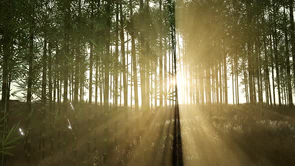 Green Bamboo Forest in Hills alt