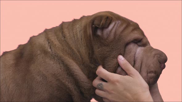 Shar Pei Dog with Hands Stoking Face