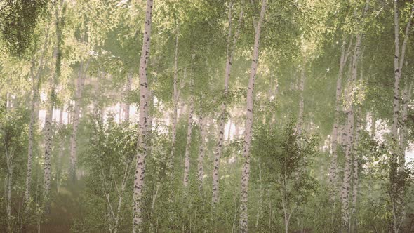 Birch Trees on the Green Grass