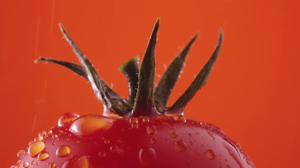 Red Ripe Tomato with Green Tail in Drops of Water Rotates on Red Studio Background