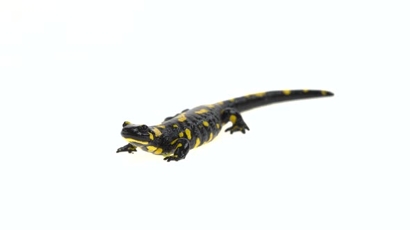 Fire Salamander. Salamandra Maculosa in White Background.