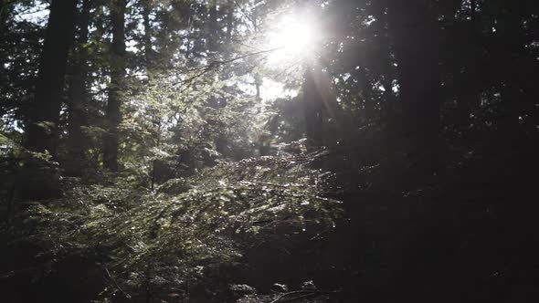 Sun shining through tree branches in forest