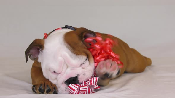 bulldog puppy laying down with his gift bow 4k