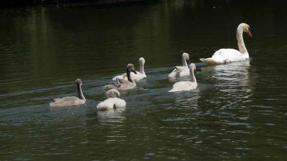 Swan Family on the Lake