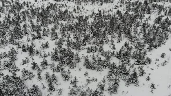 Flying over the tree nursery.