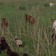 Cows Grazing Fresh Green Grass on the Field - VideoHive Item for Sale