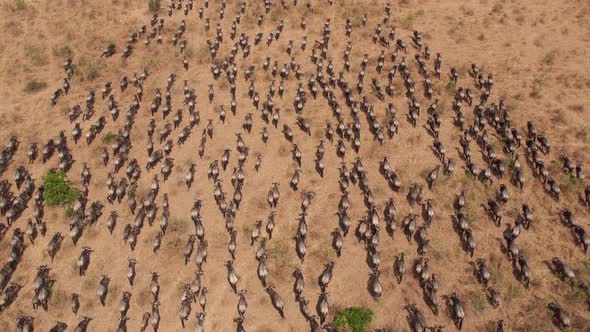 Aerial shot of gnus herd