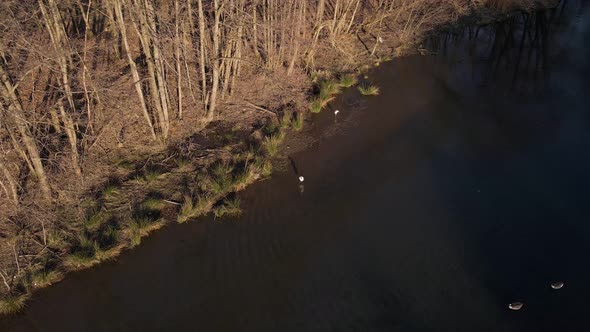 Two great egrets and two geese looking for food along a lake shore in Germany. Static high angle aer