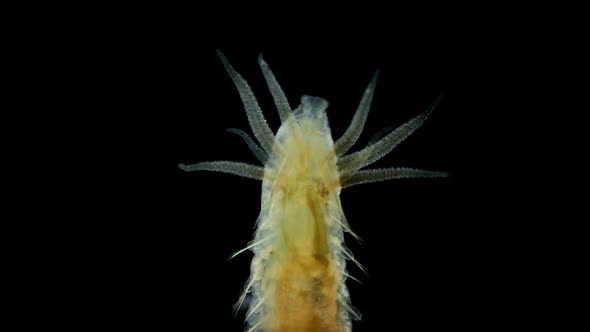 Worm Polychaeta Hypania Invalida Under a Microscope Family Ampharetidae