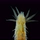 Worm Polychaeta Hypania Invalida Under a Microscope Family Ampharetidae - VideoHive Item for Sale
