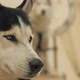 Slow Motion Portrait of a Husky Dog - VideoHive Item for Sale
