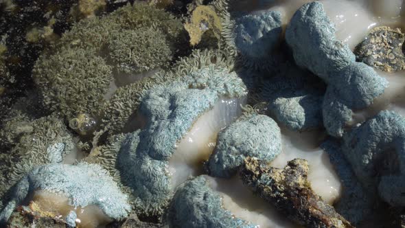 Pulse or pumping soft coral during low tide, sunny day, reef exposed to elements