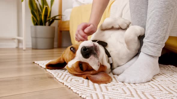 The Female Owner of the Beagle Dog Lying on the Back and Stroking Her Pet