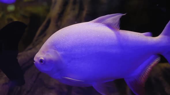 Fancy Tropical Fish In A Backlit Aquarium