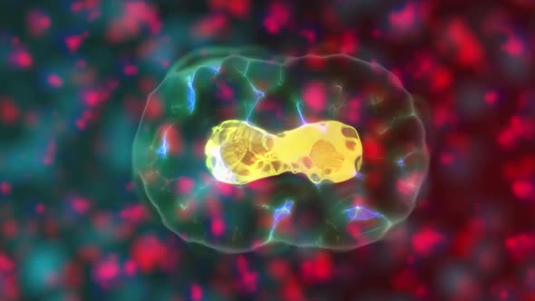 Nucleus Cell Structure