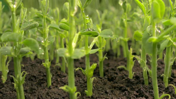 Green Sprouts Sprout From the Ground. The Beginning of a New Life in Nature in Spring. Pea Sprouts.