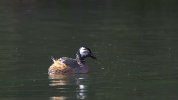 White-tufted grebe swims and eats small chanchito fish, close view