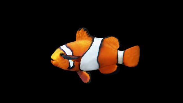 Clownfish alt