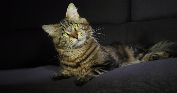 Brown Blotched Tabby Maine Coon Domestic Cat, Male laying against Black Background