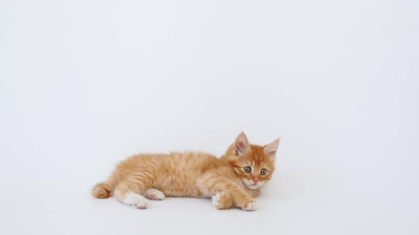 Ginger Kitten Play on Isolated White Background