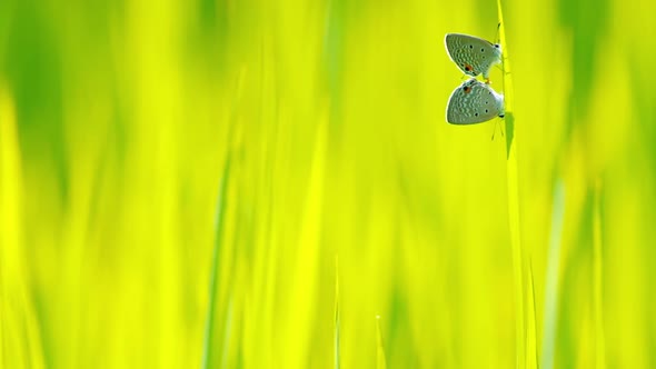 Beautiful Natural butterfly with beautiful color background,